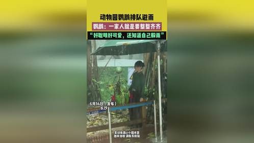 长沙动物园鹦鹉排队避雨，聪明可爱