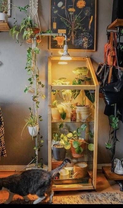 植物柜是植物玩家的最好家具