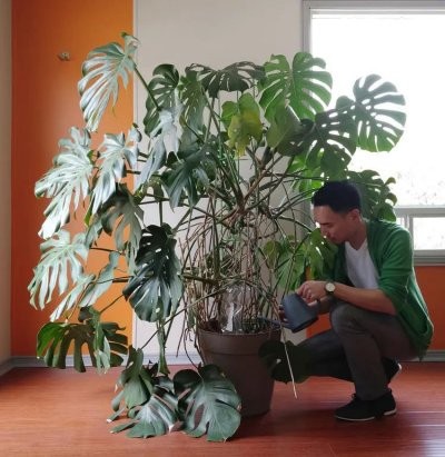 一些容易被忽略的饲养室内植物的小技巧