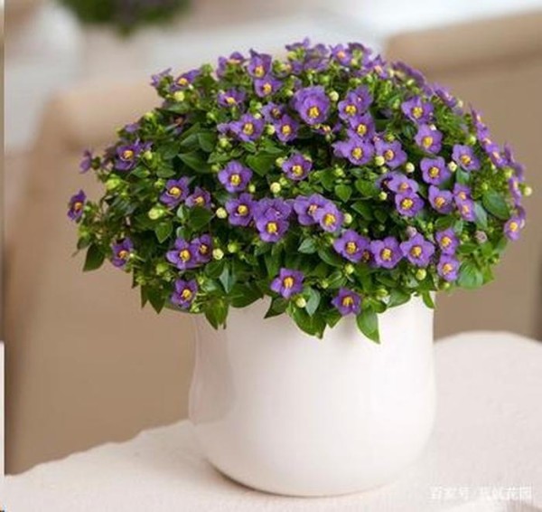 养鲜花知识技巧，鲜花养护方法