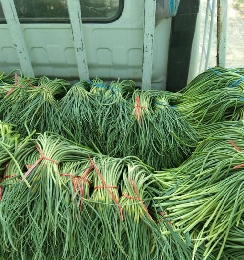 山东蒜苔收获时间及技巧（掌握时机等待丰收）-第1张图片-绿意生活
