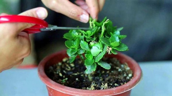 养鲜花知识技巧，鲜花养护方法