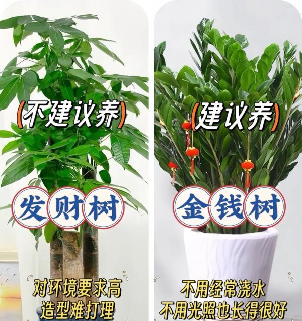 盆栽养护技巧有哪些？