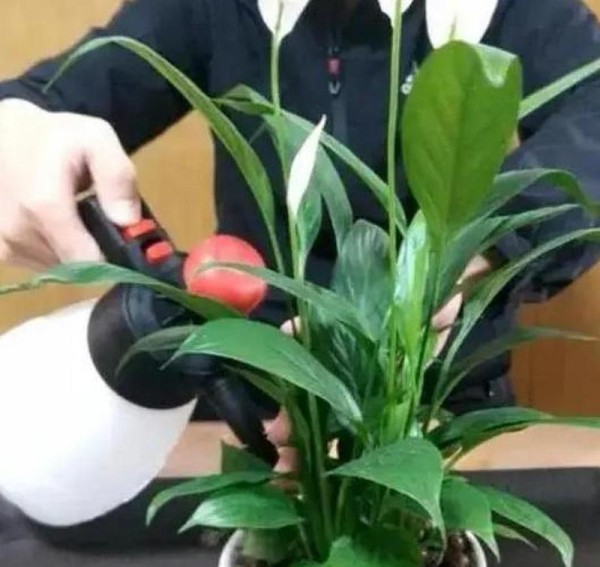 盆栽养护技巧有哪些？