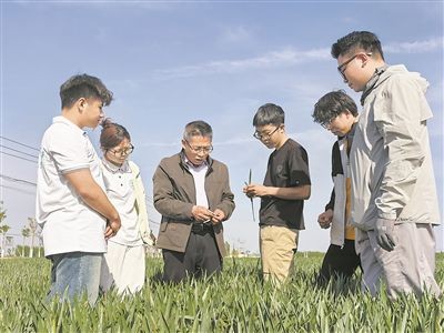 曲周科技小院团队成员牛新胜（左三）给学生讲解小麦春季管理技术。中国农业大学供图