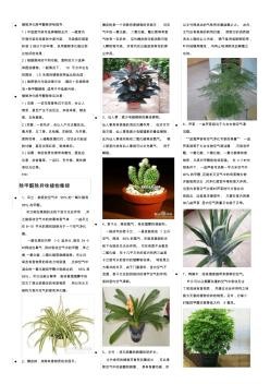 除甲醛除异味植物大全
