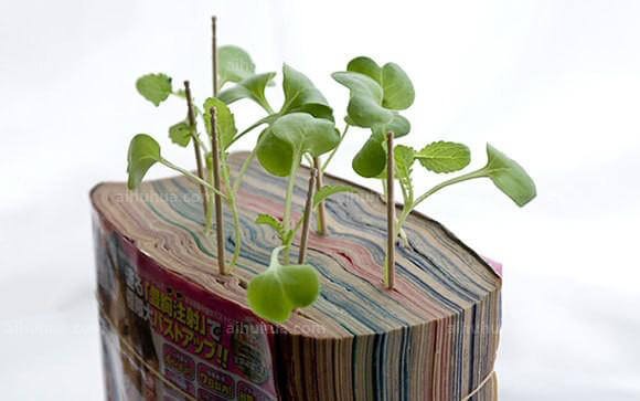 家庭DIY绿色植物