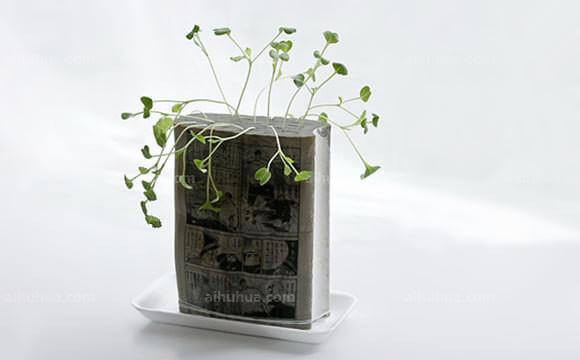 家庭DIY绿色植物 第2张