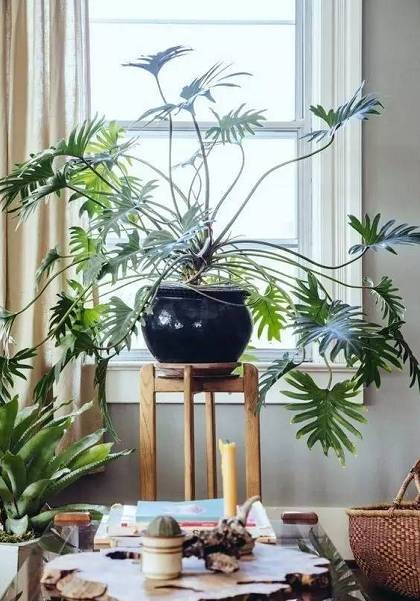 如何让家清新自然?学学软装绿植搭配法则