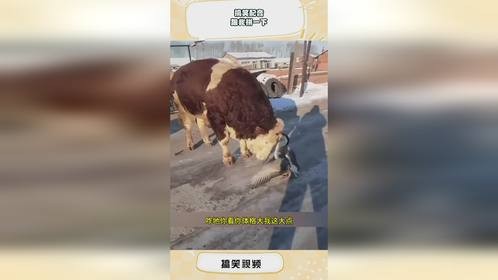 搞笑配音：跟我拼一下