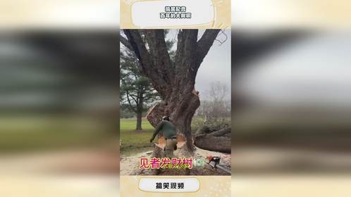 搞笑配音：百年的大树啊