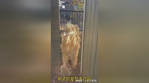 狗子的气势很炸裂