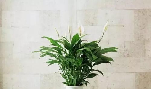 室内绿植怎么养,室内绿植养护全攻略