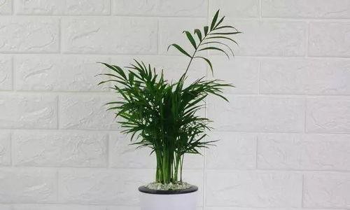 室内绿植怎么养,室内绿植养护全攻略