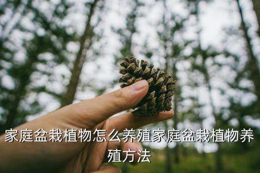 家庭盆栽植物怎么养殖家庭盆栽植物养殖方法