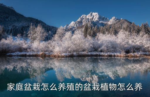 家庭盆栽怎么养殖的盆栽植物怎么养