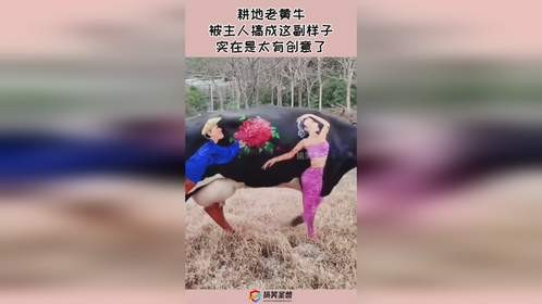 耕地老黄牛，被主人搞成这副样子，实在是太有创意了