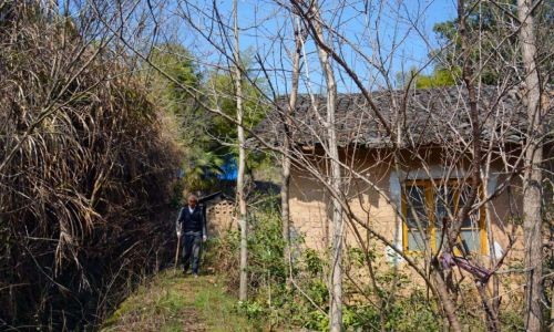 房前旺财栽什么树