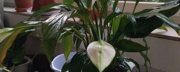 卫生间养什么植物除臭