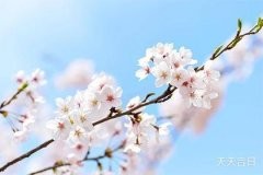阳台养十种花最好旺财，财运旺盛好风水！