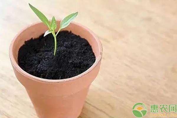 蔬菜种植搭配要点-图片版权归惠农网所有