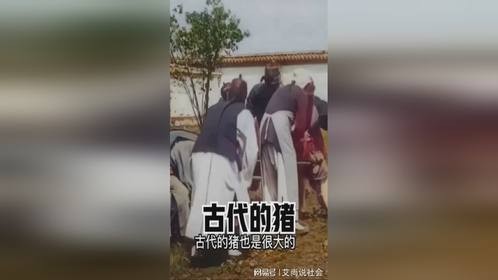 古代的猪长什么样？120年的视频，或许能够告诉你答案！