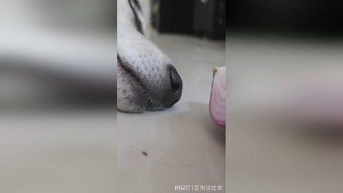 当哈士奇睡着之后，把洋葱放在它鼻子旁，会发生什么？