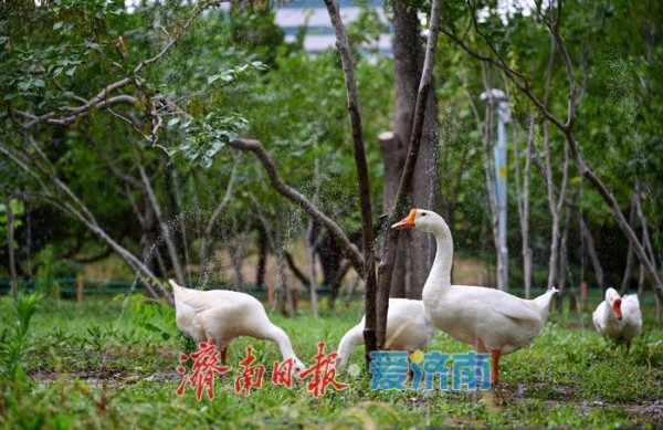一年四季 泉在济南丨游泉城公园,静享城市“慢生活”