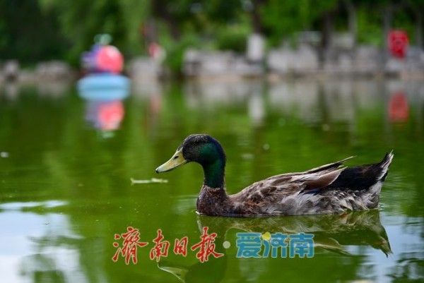 一年四季 泉在济南丨游泉城公园,静享城市“慢生活”