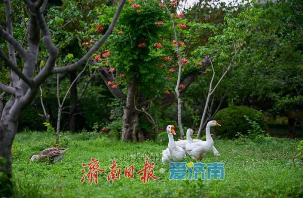 一年四季 泉在济南丨游泉城公园,静享城市“慢生活”
