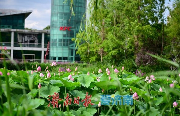一年四季 泉在济南丨游泉城公园,静享城市“慢生活”