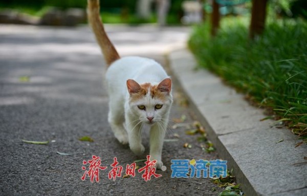 一年四季 泉在济南丨游泉城公园,静享城市“慢生活”