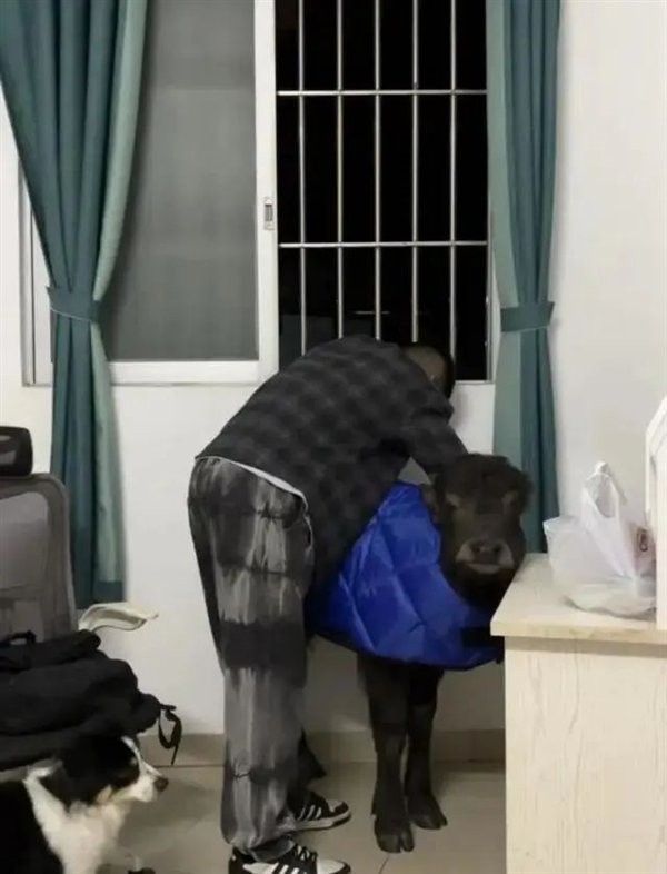 出租房里养牛 激励自己别当牛马 小伙3个月被房东赶走2次