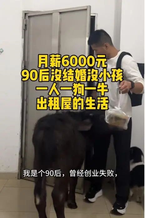 出租房里养牛 激励自己别当牛马 小伙3个月被房东赶走2次