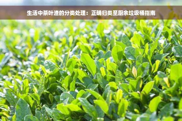 生活中茶叶渣的分类处理：正确归类至厨余垃圾桶指南