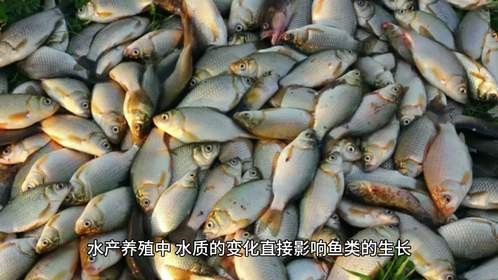 养鱼智能水质监测与增氧系统