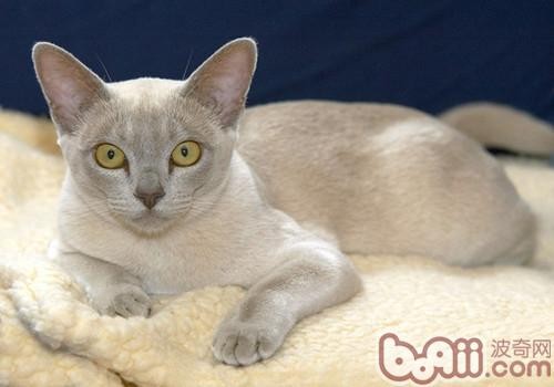 <a href=/zhonglei/mao/ target=_blank class=infotextkey>猫</a>咪毛发清理方法