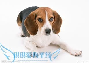 宠物狗推子使用指南,轻松护理宠物毛发!