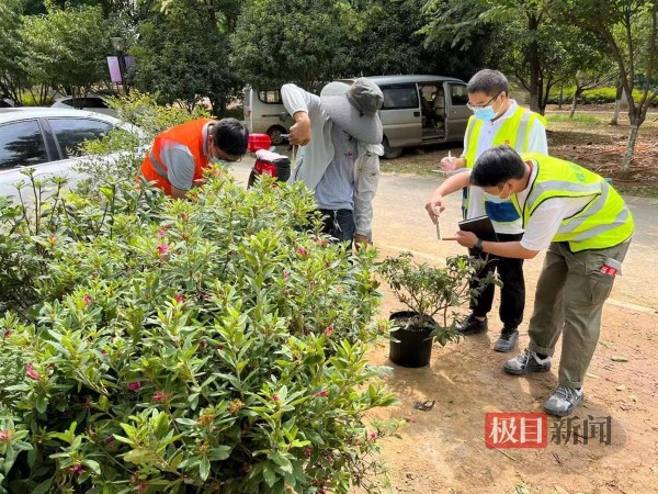 武汉市绿化服务中心工作人员测量花材尺寸