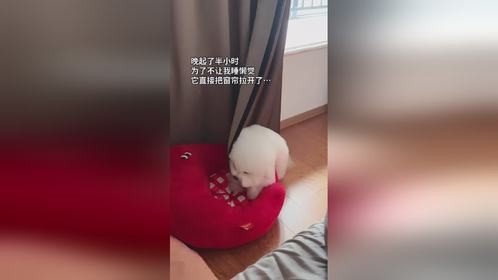 坏狗出没！万物可爱计划背后的不和谐