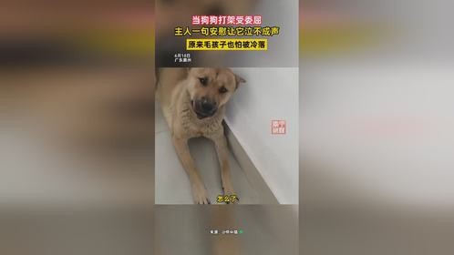 当狗狗打架受委屈：主人一句安慰让它泣不成声，毛孩子也怕被冷落