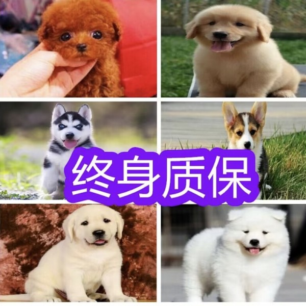店主头像