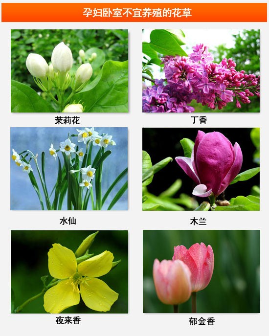 家有孕妇 家居风水摆设宜忌不可不知