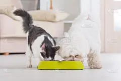 猫,狗,食品,宠物食盘,餐具,美,水平画幅,美人,膳食,狗食
