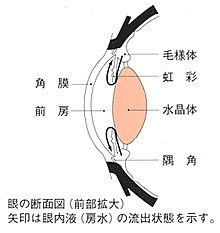 眼の断面図