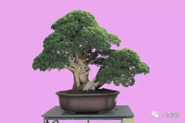 盆景养护管理，注意温度学问大