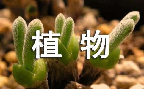 植物栽培心得体会（通用5篇）
