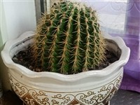 低价出售花带花盆,养了10多年了,因要搬家要低价处理,每盆50元。另有直径80cm的一个大花盆也低价...