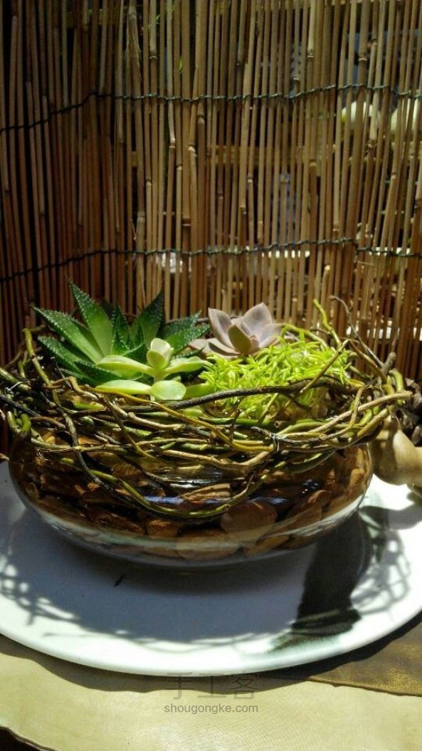 创意植物多肉盆栽 第3步