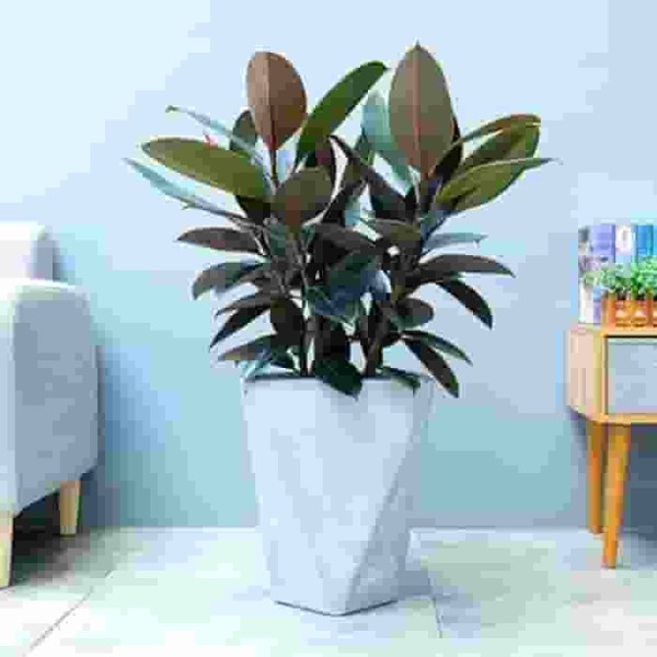 家居绿植什么最好养 - 什么绿植最好养活